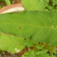 Celosia argentea L.