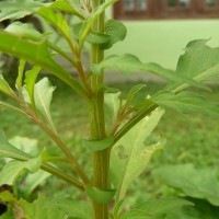 Celosia argentea L.