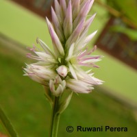 Celosia argentea L.