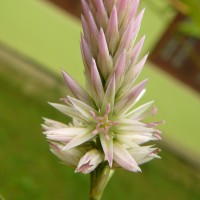 Celosia argentea L.