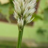 Celosia argentea L.