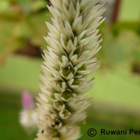 Celosia argentea L.