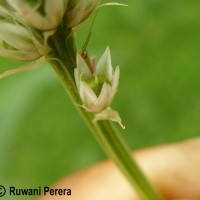 Celosia argentea L.