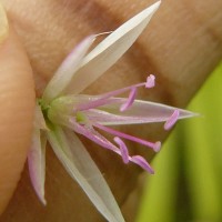 Celosia argentea L.