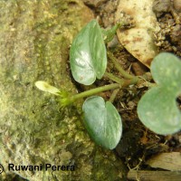 Geophila herbacea (Jacq.) K.Schum.