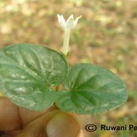 Geophila herbacea (Jacq.) K.Schum.