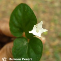 Geophila herbacea (Jacq.) K.Schum.