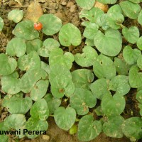 Geophila herbacea (Jacq.) K.Schum.