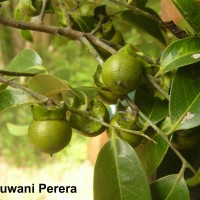 Diospyros ebenum J.Koenig ex Retz.