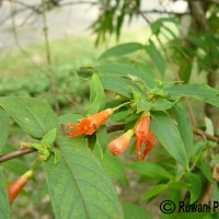 Woodfordia fruticosa (L.) Kurz