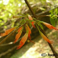 Woodfordia fruticosa (L.) Kurz