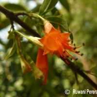 Woodfordia fruticosa (L.) Kurz