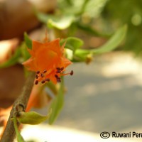 Woodfordia fruticosa (L.) Kurz