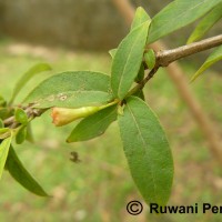 Woodfordia fruticosa (L.) Kurz