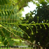 Caesalpinia pulcherrima (L.) Sw.