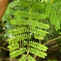 Caesalpinia pulcherrima (L.) Sw.