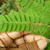 Caesalpinia pulcherrima (L.) Sw.