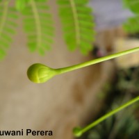 Caesalpinia pulcherrima (L.) Sw.