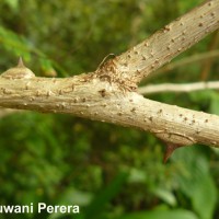 Caesalpinia pulcherrima (L.) Sw.