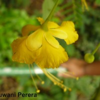 Caesalpinia pulcherrima (L.) Sw.