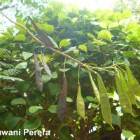 Caesalpinia pulcherrima (L.) Sw.