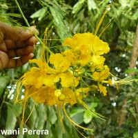 <i>Caesalpinia pulcherrima</i>  (L.) Sw.