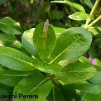 Catharanthus roseus (L.) G.Don