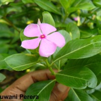 Catharanthus roseus (L.) G.Don