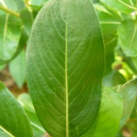 Catharanthus roseus (L.) G.Don