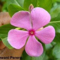 Catharanthus roseus (L.) G.Don