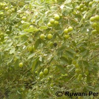 <i>Vitex leucoxylon</i>  L.f.