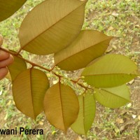 Chrysophyllum oliviforme L.