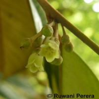 Chrysophyllum oliviforme L.