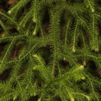 Lycopodiella cernua (L.) Pic.Serm.