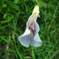 Clitoria laurifolia Poir.