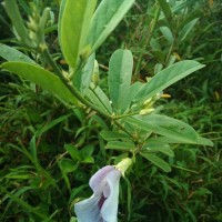 Clitoria laurifolia Poir.