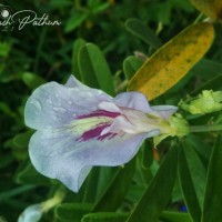 Clitoria laurifolia Poir.