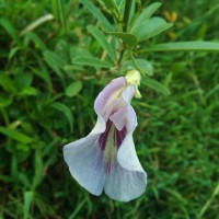 Clitoria laurifolia Poir.