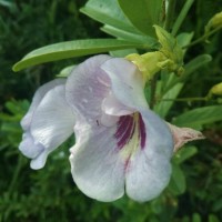 Clitoria laurifolia Poir.