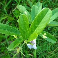 Clitoria laurifolia Poir.