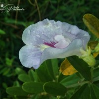 Clitoria laurifolia Poir.