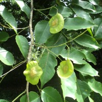 Pterocarpus indicus Willd.