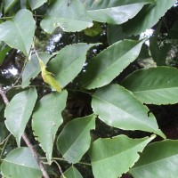 Pterocarpus indicus Willd.