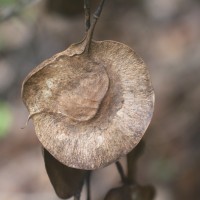 Pterocarpus indicus Willd.