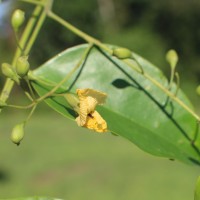 Pterocarpus indicus Willd.