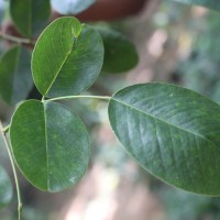 Pterocarpus santalinus L.f.