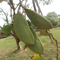 Pongamia pinnata (L.) Pierre