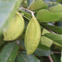 Pongamia pinnata (L.) Pierre