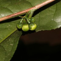 Camellia sinensis (L.) Kuntze