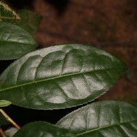 Camellia sinensis (L.) Kuntze